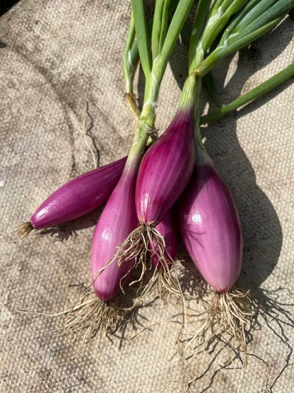 Red Torpedo Onion Vegetable Seeds