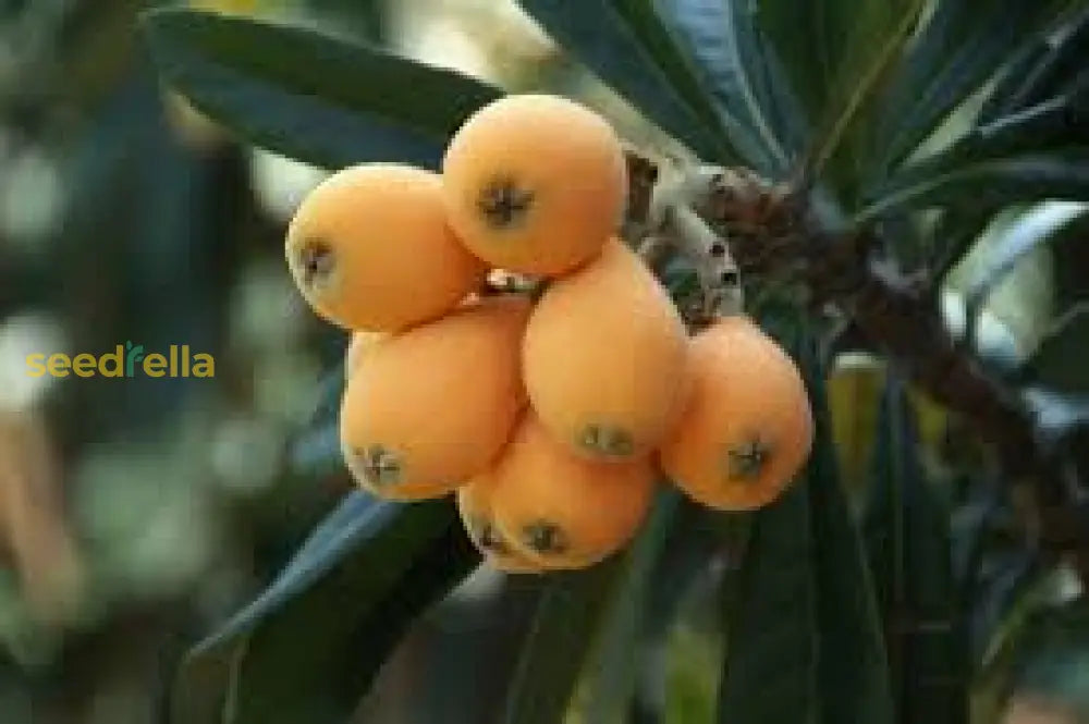 Loquat Fruit Seeds: Complete Planting Guide heirloom non-gmo organic garden seeds