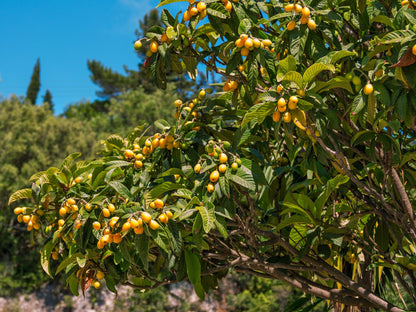 Loquat Fruit Seeds