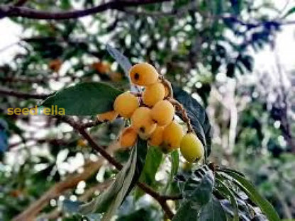 Loquat Fruit Seeds: Complete Planting Guide