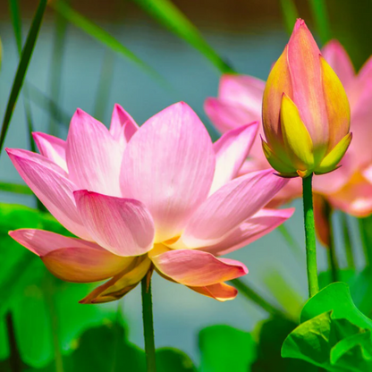 Pink Lotus Seeds (Sacred Pink Lotus) - Elegant Aquatic Flower for Garden Ponds