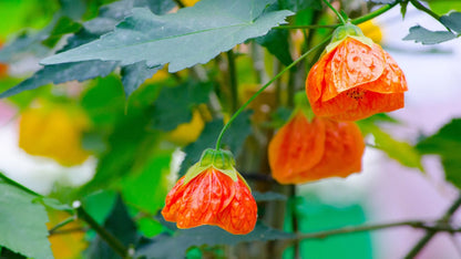 Mixed Colors Flowering Maple Flower Seeds
