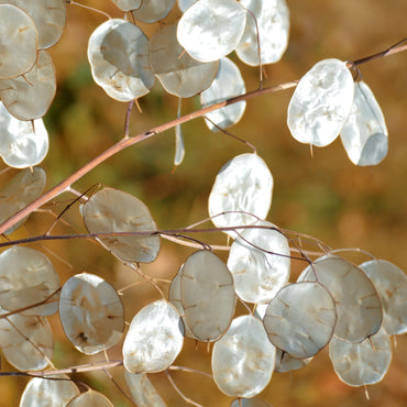 Lunaria Flower Seeds