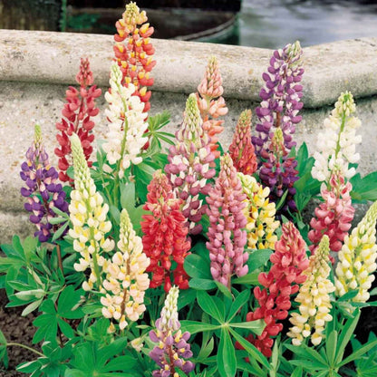 Lupine Flower Seeds