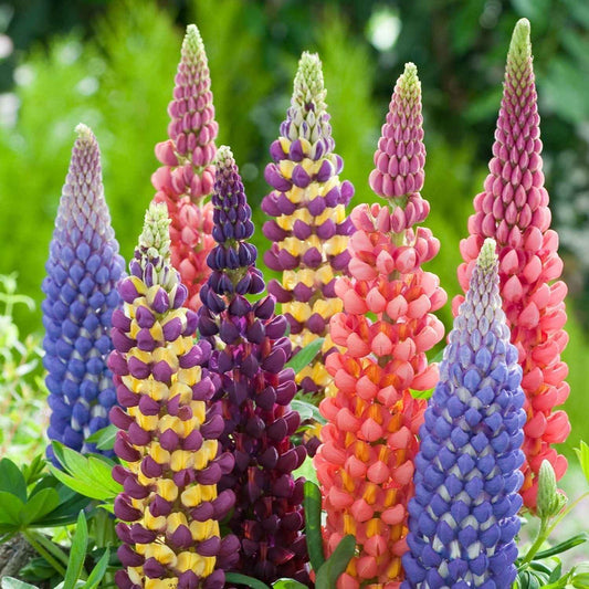 Lupine Flower Seeds