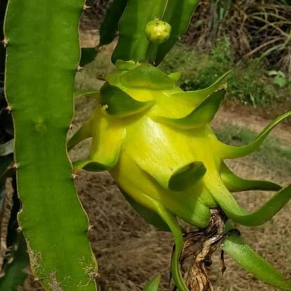 Semi di frutto del drago giallo