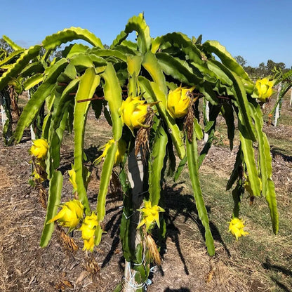 黄色いドラゴンフルーツの種 – Pure Asia Seeds 黄色いドラゴンフルーツの種 – Pure Asia Seeds