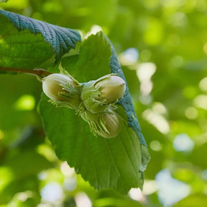 American Hazelnut Tree (Filbert) Seeds