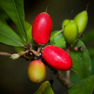 Semi di frutto di Synsepalum Dulcificum