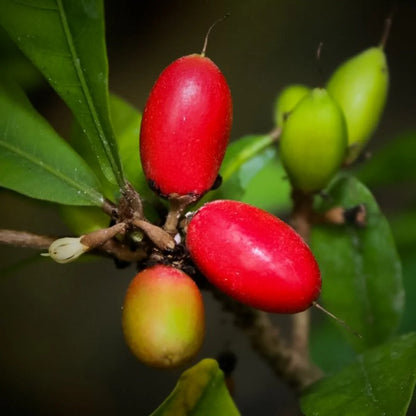 Synsepalum Dulcificum Fruit Seeds