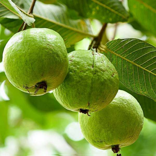 Red Psidium Guajava Guava Fruit Seeds