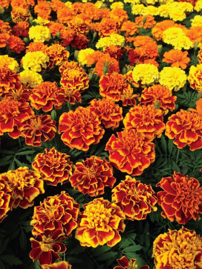 French Marigold 'Bonanza Yellow' – Bright & Cheerful Garden Flower