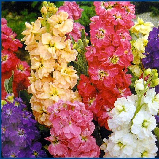 Matthiola Incana Flower seeds for Planting - Shade Tolerant, Heirloom & GMO Free Seeds for Home Garden
 
 Sale seeds for planting in home garden