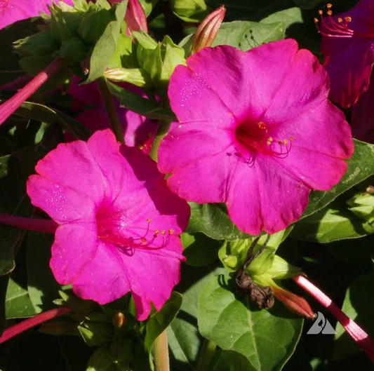 Mirabilis Jalapa Flower Seeds
