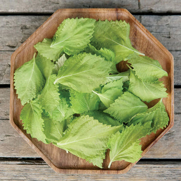 Semillas de la hierba de la planta de bistec