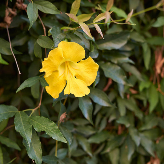 Macfadyena Unguis Flower seeds for Planting Colorful Display Heirloom & GMO Free Seeds for Home Garden