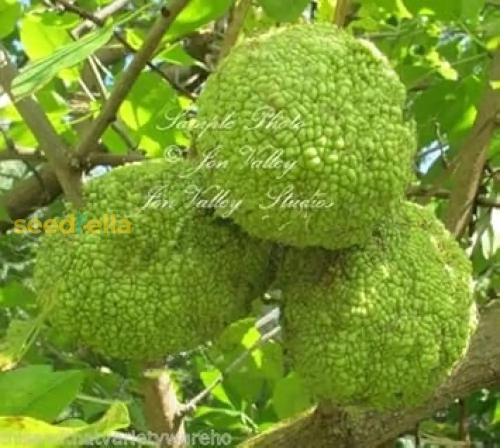Maclura Fruit Seeds Planting Guide: Tips For Successful Growth heirloom non-gmo organic garden seeds