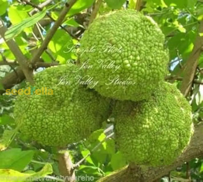 Maclura Fruit Seeds Planting Guide: Tips For Successful Growth heirloom non-gmo organic garden seeds