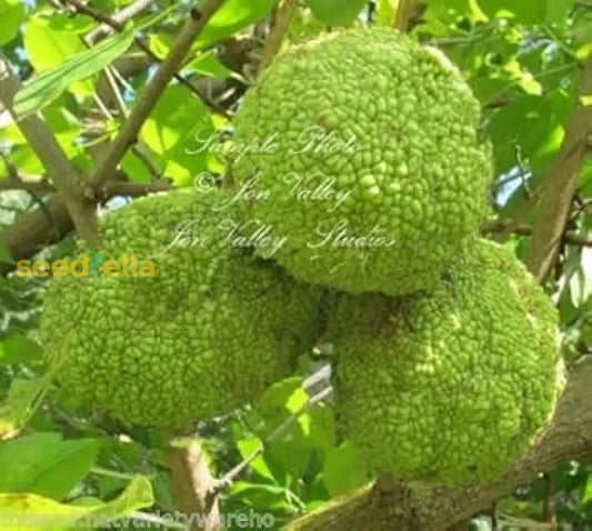 Maclura Fruit Seeds Planting Guide: Tips For Successful Growth heirloom non-gmo organic garden seeds