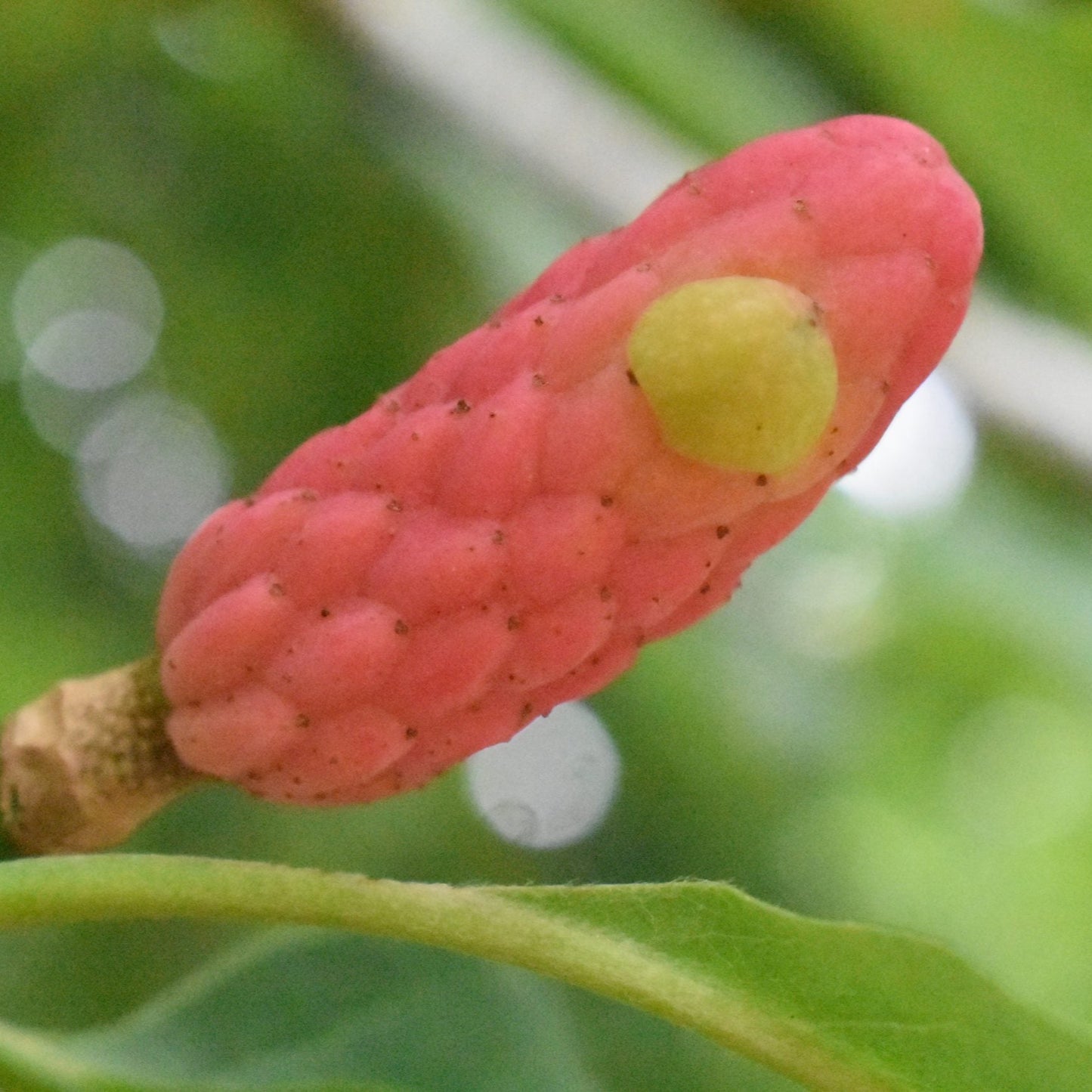 Magnolia Acuminata Tree Seeds for Planting – Heirloom, Non-GMO, Easy to Grow, Deciduous