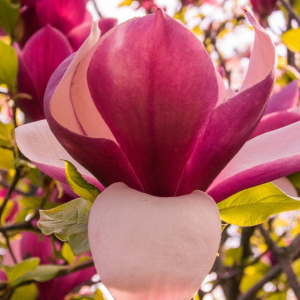 Magnolia Liliiflora Flower Seeds