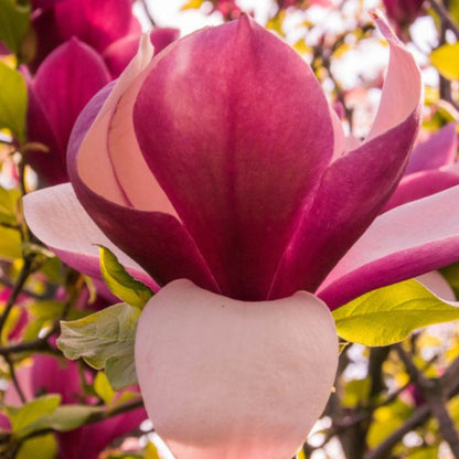 Magnolia Liliiflora Flower Seeds