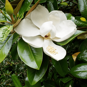 Southern Magnolia Flower Seeds