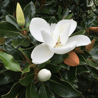 Southern Magnolia Flower Seeds
