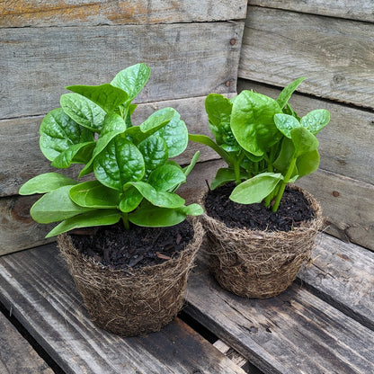 Malabar Spinach Vegetable Seeds