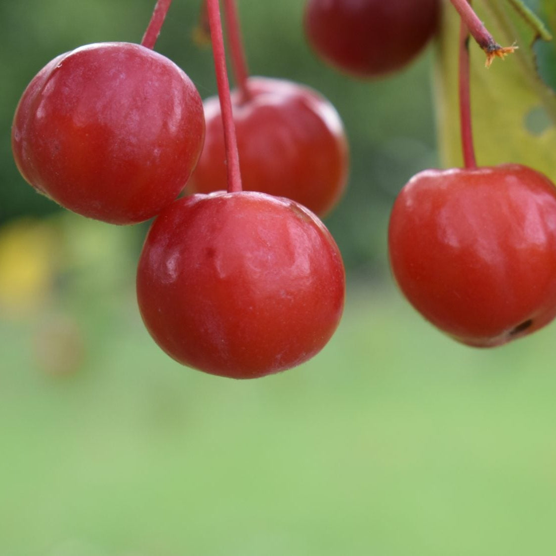 Malus Hupehensis Fruchtsamen