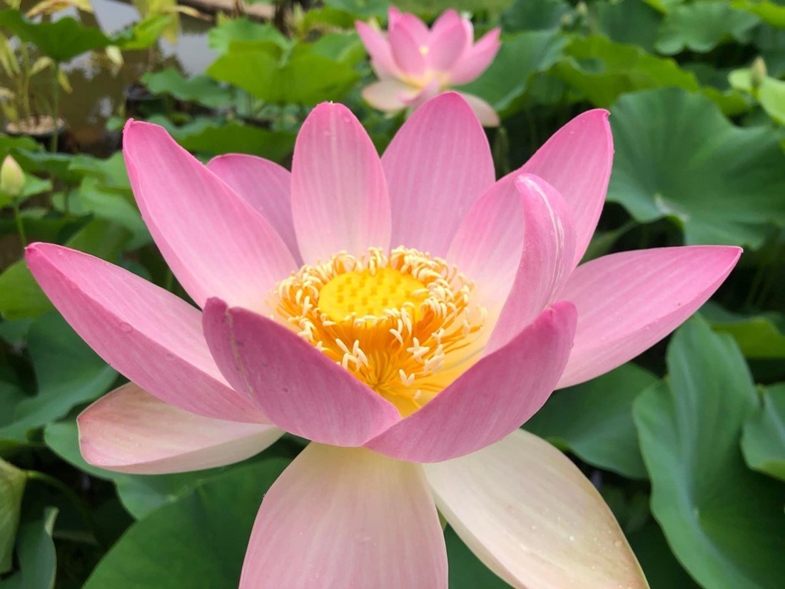 Lotus Perennial Flower Seeds