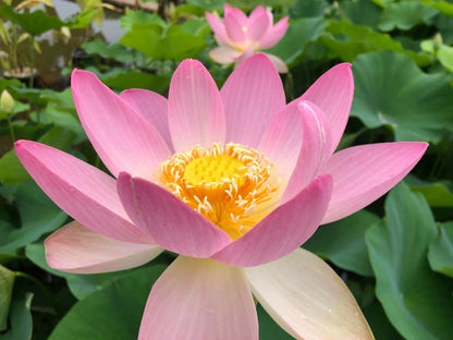 Lotus Perennial Flower Seeds