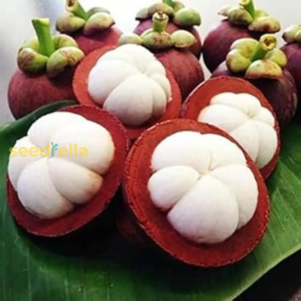 Mangostan Seeds For Planting Exotic Fruit Seeds For Home Gardening heirloom non-gmo organic garden seeds