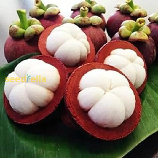 Mangostan Seeds For Planting Exotic Fruit Seeds For Home Gardening heirloom non-gmo organic garden seeds