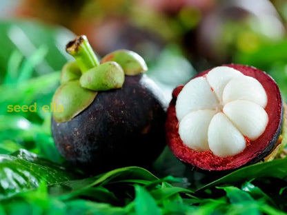 Mangostan Seeds for Planting Exotic Fruit Seeds for Home Gardening