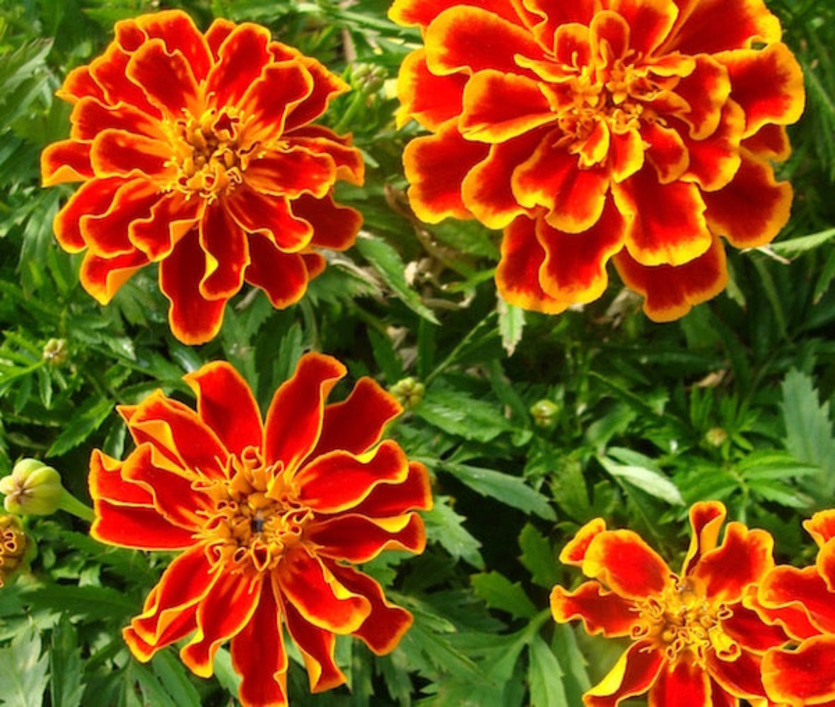 French Marigold 'Durango Flame' – Fiery Orange-Red Garden Flower