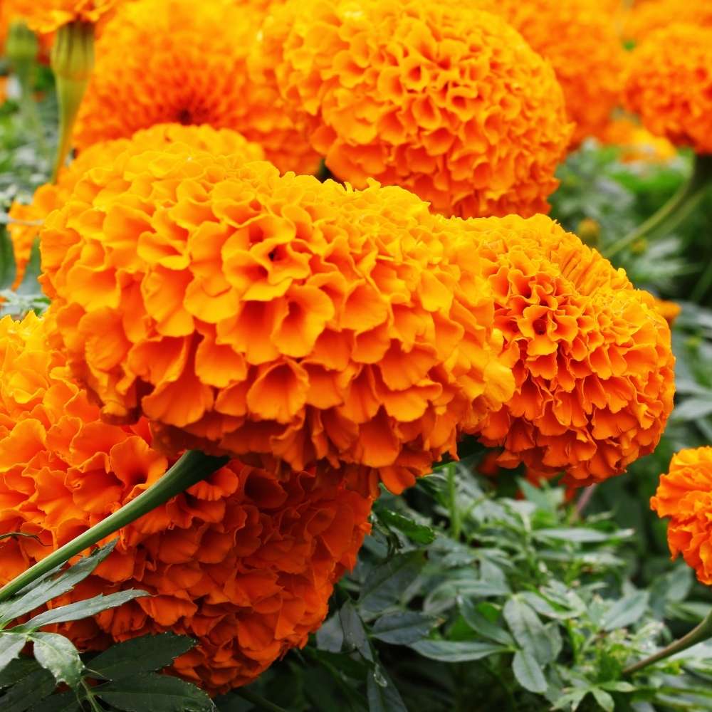 Marigold Flower seeds for Planting Drought Tolerant Heirloom & GMO Free Seeds for Home Garden