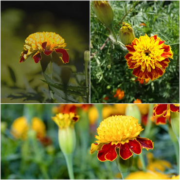 Tiger Eye Flower Seeds