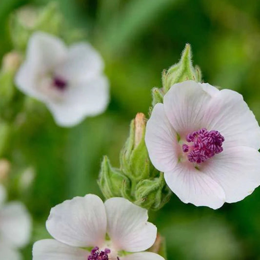 Marsh Mallow Herb Seeds