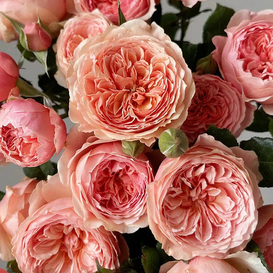 Japanese Rose Flower Seeds