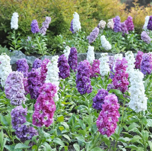 Purple & WhiteMatthiola Incana Flower seeds for Planting - Sun Loving, Heirloom & GMO Free Seeds for Home Garden
 
 Sale seeds for planting in home garden