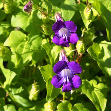 Asarina Scandens 'Joan Lorraine' Flower Seeds