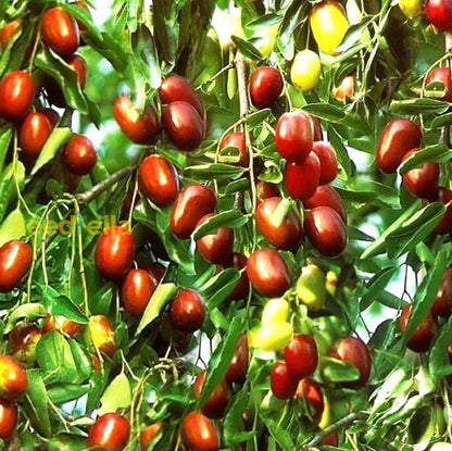 Mauritiana Fruit Seeds For Spring And Summer Planting heirloom non-gmo organic garden seeds