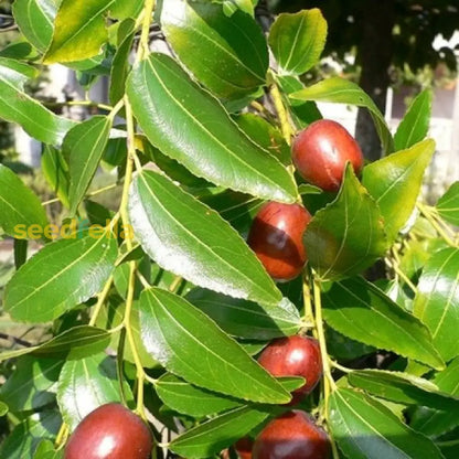 Mauritiana Fruit Seeds for Spring and Summer Planting