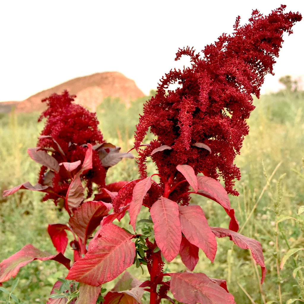 Amaranthus Cruentus Flower Seeds
