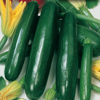 Zucchini  Vegetable Seeds