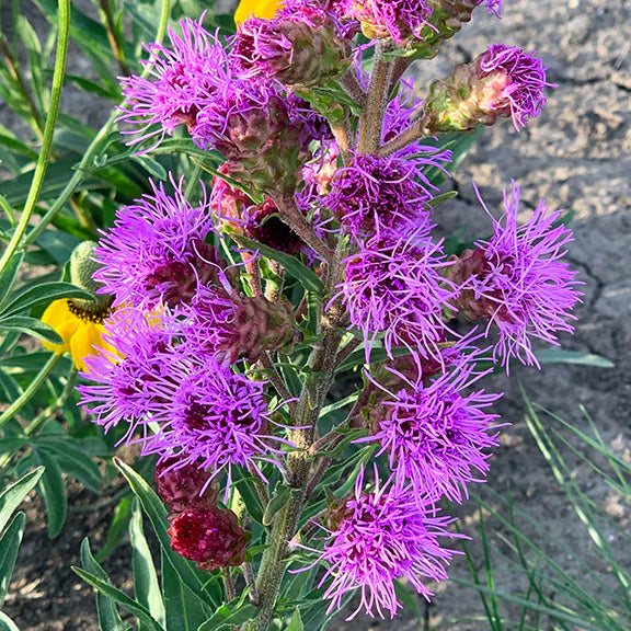 Liatris Ligulistylis Flower Seeds