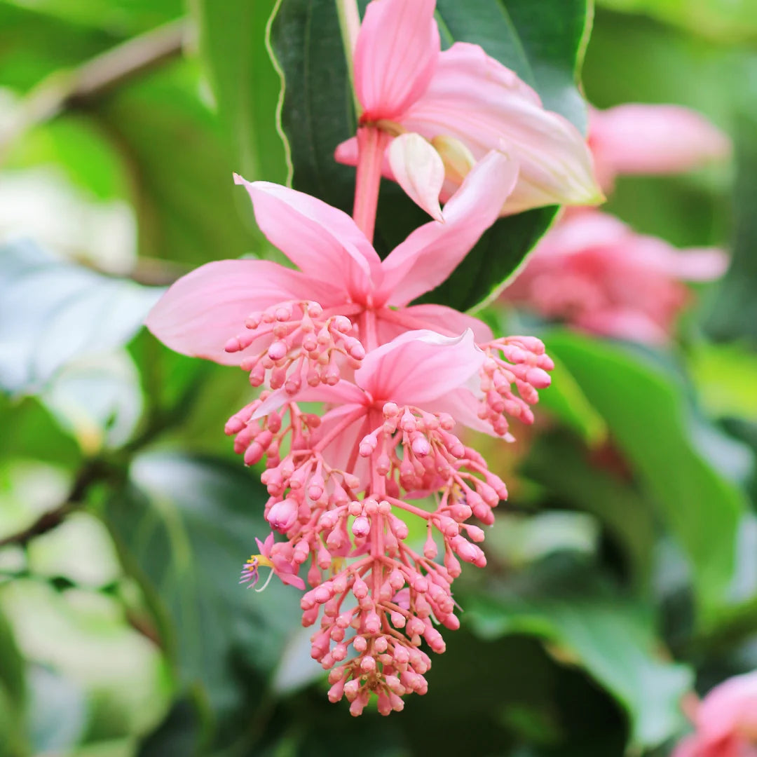 Medinilla-Blumensamen zum Pflanzen – Pflegeleicht, Erbstück- und GVO-freie Samen für den Hausgarten