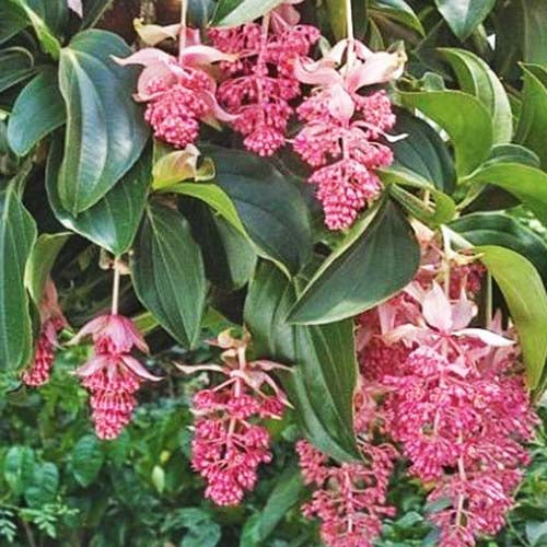 Medinilla Flower seeds for Planting - Low Maintenance, Heirloom & GMO Free Seeds for Home Garden