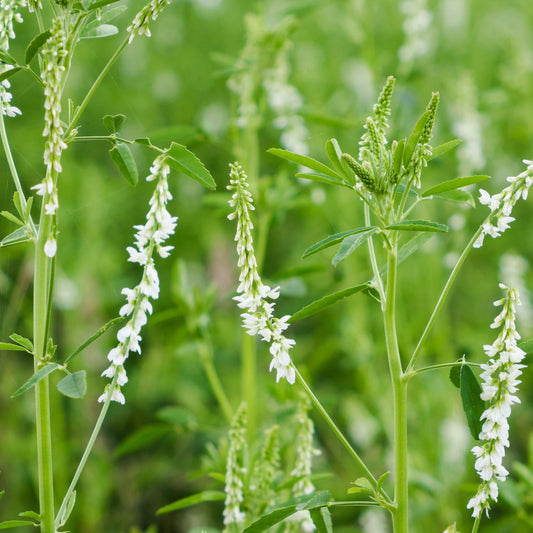 White Sweetclover Flower Seeds